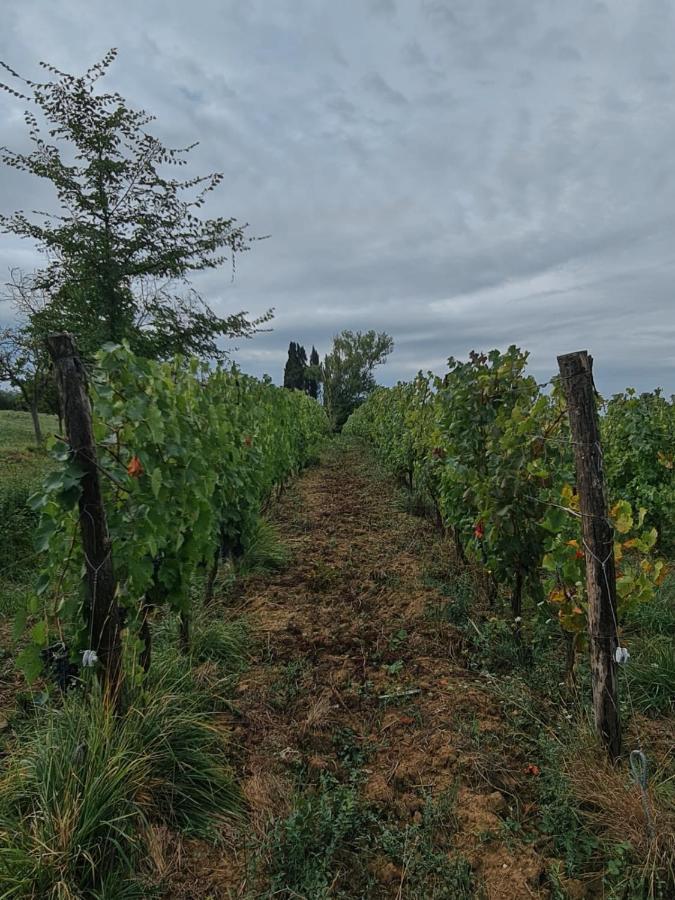 Podere Borgaruccio Peccioli Eksteriør bilde